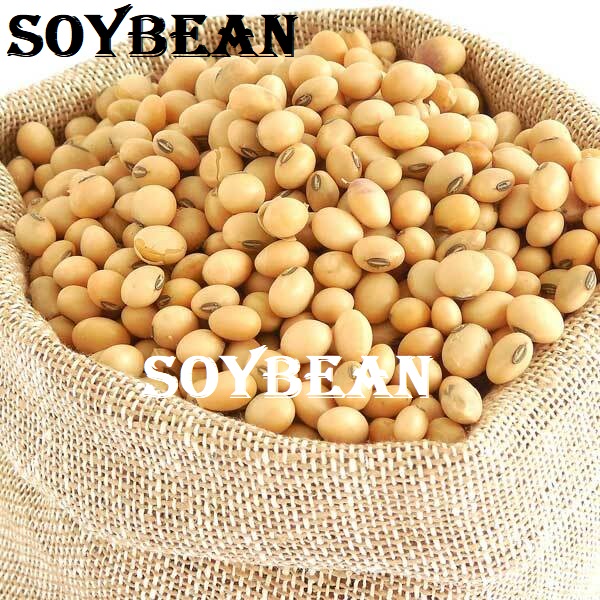 Soybean